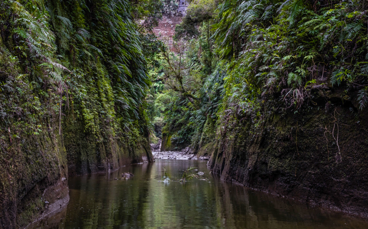 Traveller with Little Time Tour - Whanganui River Adventures